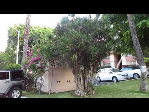 download lagu mp3 mp4 Artificial Dragon Tree, download lagu Artificial Dragon Tree gratis, unduh video klip Artificial Dragon Tree