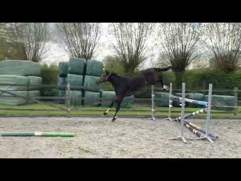 Ugano El Barone 111 Z x Indoctro