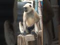 Monkey Handjob