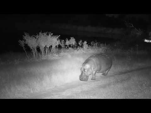 Djuma: Hippo arrives - 20:11 - 06/21/20