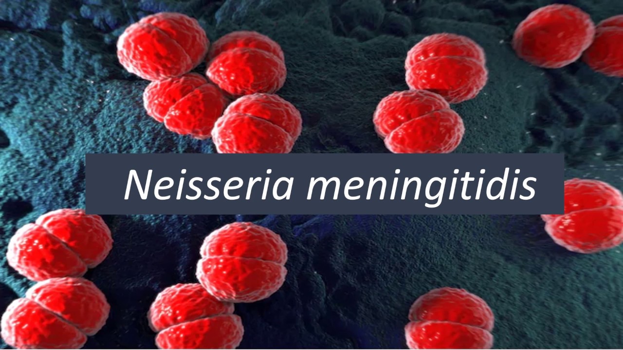 Microbiologia Médica - Neisseria meningitidis