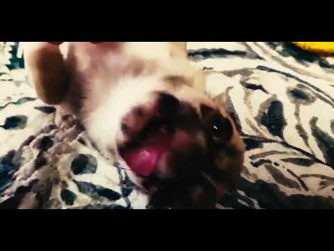 Chihuahua puppy for sale