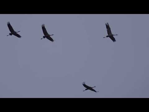 Журавли летят. Cranes are flying