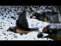 Al Quran Surah Al Feel Urdu Translation Ababeel Birds Story Islam Aur Haya Cinematic Video