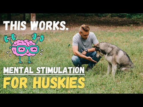 The Secret To a Calm & Happy Husky... Mental Stimulation (8 Best Tips)