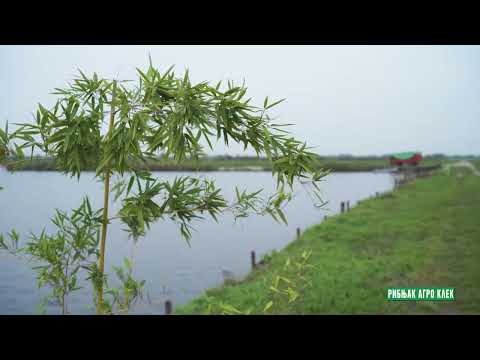 Reke i jezera - Ribnjak Agro Klek