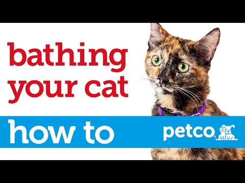 How to Give Your Cat a Bath (Petco) - YouTube