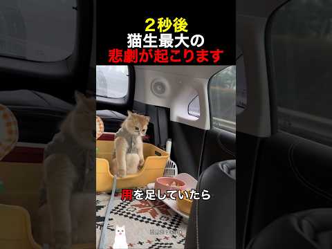 ２秒後猫生最大の悲劇が起こります