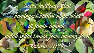 Download lagu suara kutilang ribut kombinasi kolibri ninja ampuh untuk pikat semua burung kecil mp3 durasi panjang mp3