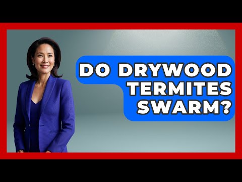 Do Drywood Termites Swarm? - Insects and Invaders