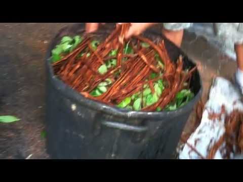 Ayahuasca healer sings a Shipibo Icaro in the Amazon Rain Forest.
