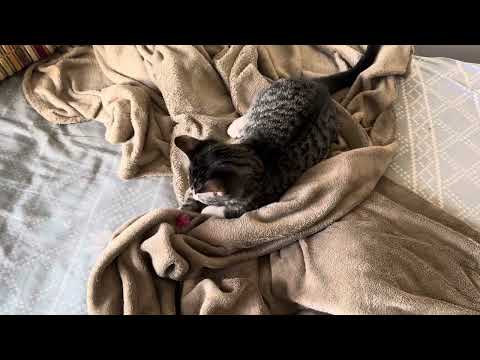 He was trying to eat it 😂#cats #cat #catvideo 