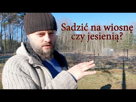 Sadzić na wiosnę czy jesienią drzewa i krzewy owocowe?