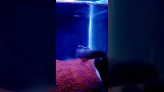 Download lagu cara mengelatih channa limbata biar mangap²🤩✨ #ikan #channa  #limbata #galak #chanalimbata #limbata mp3