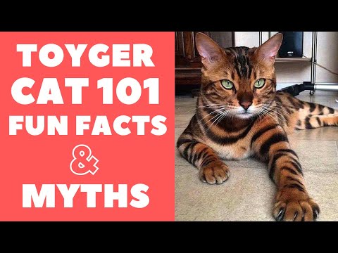 Toyger Cats 101 : Fun Facts & Myths