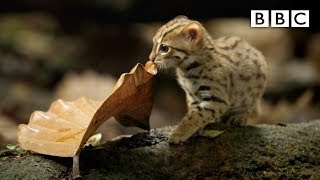 World&#39;s smallest cat 🐈- BBC