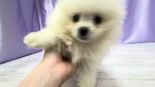 ポメラニアンの動画01