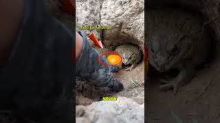 Download lagu perhatikan jeruknya #frog #katak#kodok mp3