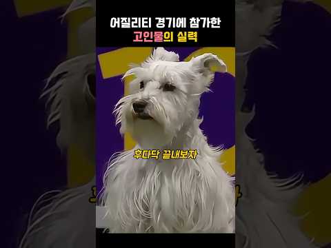 어질리티 경기에 참가한 고인물의 실력 #동물 #강아지