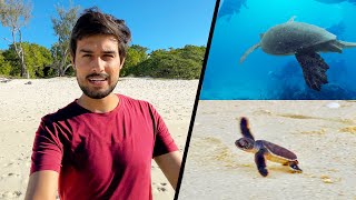 Meeting Baby Turtles at Great Barrier Reef! (Australia)