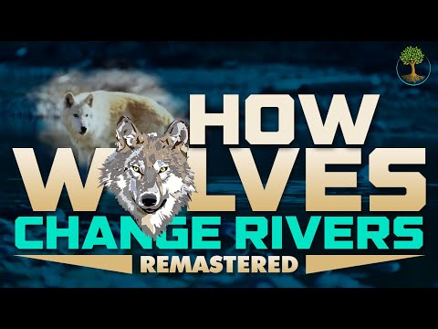 How Wolves Change Rivers [REMASTERED HD] - George Monbiot