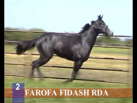 2012 - HARAS RINCON DEL AGUARA -- LOS MONTEROS - LOTE 2 - FAROFA FIDASH RDA