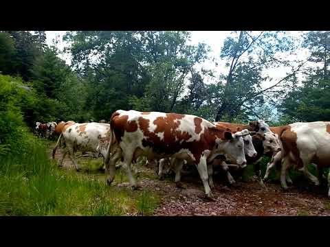 TOPLODOLSKE KRAVE- STARA PLANINA