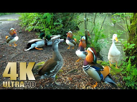 Ducks Quacking - Mandarin Duck - Mallards - Pekin Ducks - Nature Relaxation Video