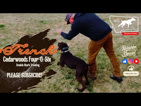 406 Pudelpointer Cedarwoods Four-O-Six Trench's Double Mark Training Video