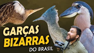 Miniatura do vídeo