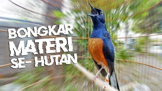 Download lagu Murai Batu GACOR Materi Se-Hutan Melatih Fighter murai BONGKAR ISIAN mp3 Download lagu Murai Batu GACOR Materi Se-Hutan Melatih Fighter murai BONGKAR ISIAN mp3