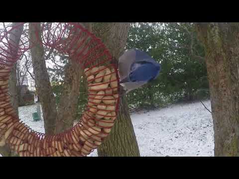 Blue Jays on Peanut Wreath Winter 2018