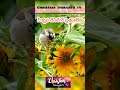 Nee Krupa Naku Chalunu Song Whatsapp Status Jesus Status Viral Vedio Youtubeshorts Yesanna