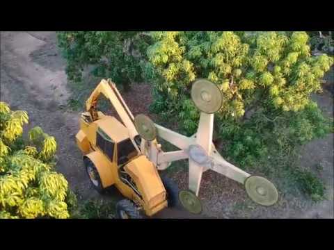 DJI Spark vs Mango tree lopper