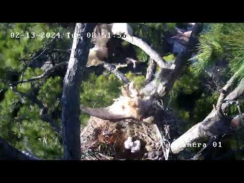 Eagle Attacks Great Horned Owl, Bayley. 02 13