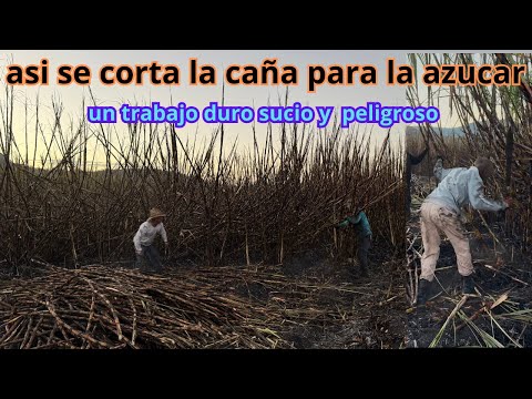 el corte de caña es el trabajo mas duro sucio y peligroso de Mexico