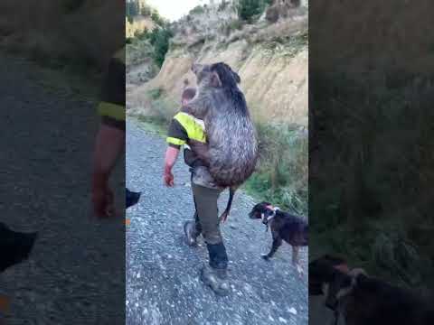Big boar #boar #pighunting #hunting #pigdogs #hunt #newzealand #nz #hunt #pork #kai #dog #feralpigs