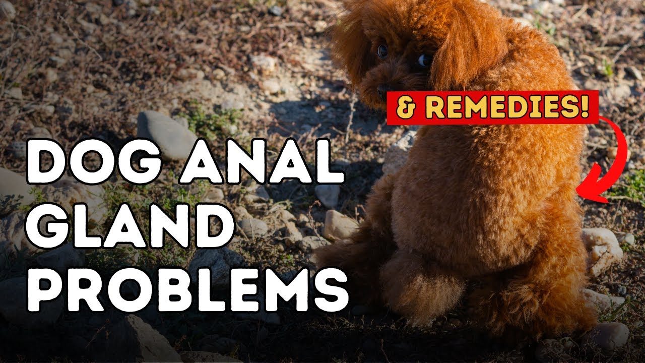 Dog Anal Gland Problems
