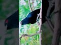 Asian Koel Bird Sound