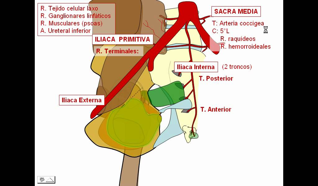 Irrigació de pelvis 1