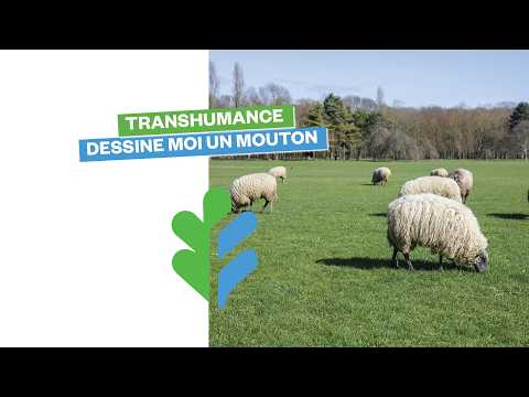 Transhumance : dessine-moi un mouton