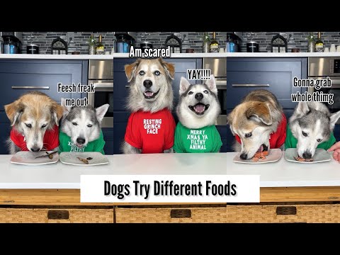 Dogs Try Different Fish 