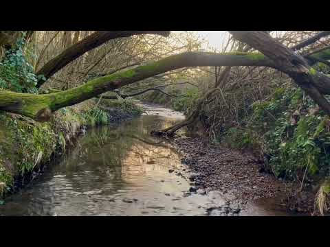 Running Water with Evening Birds Singing - Relaxing Water and Bird Sounds