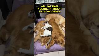 Download lagu Three Dogs and Their Little Cat Sister 🐶🐱 #shorts #dog #cat mp3