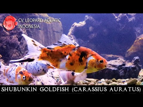 Watch Video on YouTube