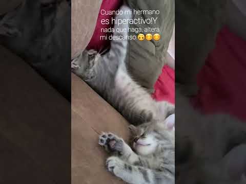 GATITOS DIVERTIDOS BY LUZ ELENA