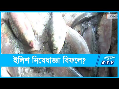 ধরা পড়ছে ডিমওয়ালা ইলিশ