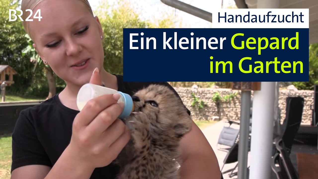 Hier tapst Kito durch den Garten - ein Geparden-Baby | Abendschau | BR24