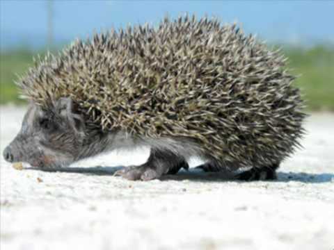 Mitio Taralezhkov - Vodka Aheloi.avi