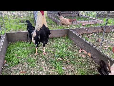 Sweater / grey stag — kelso hen larry Romero blood line